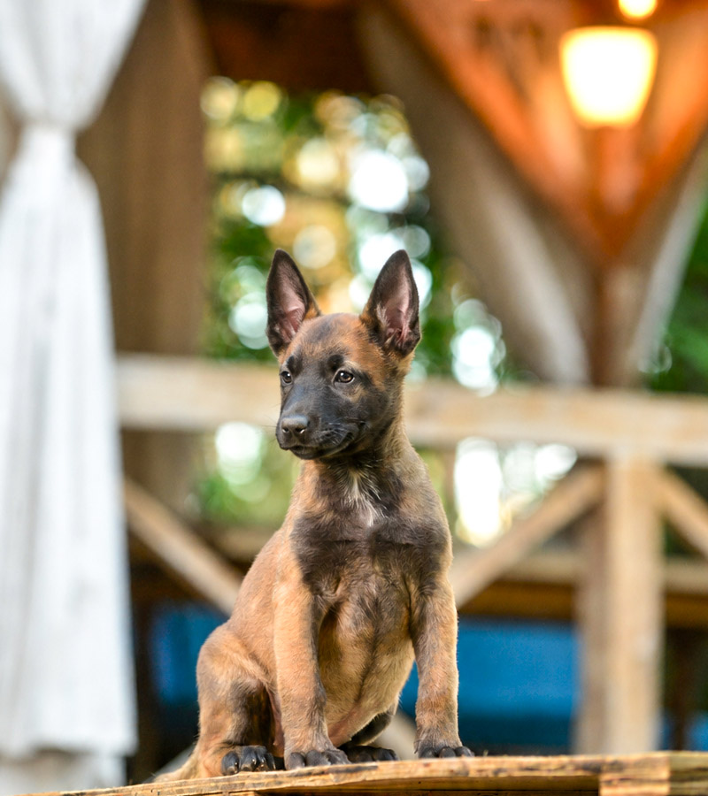 team-01